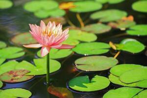 Pink lotus flowers blooming in a pond filled with green leaves. photo