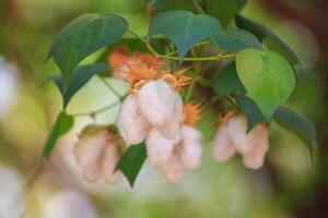 Cotton flower blossoms have a natural green background. photo