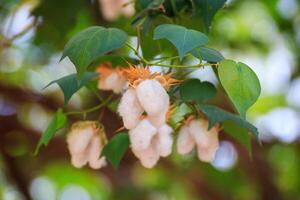 Cotton flower blossoms have a natural green background. photo