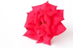 Exquisite Closeup of Rosa lucieae Franch Flower Showcasing its Intricate Petals and Timeless Beauty. photo