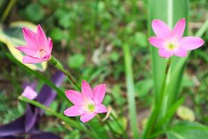 Pink rain lily, Fairy Lily, Zephyranthes rosea. photo