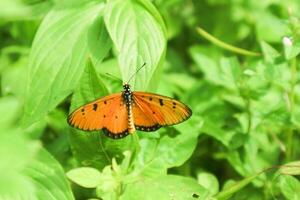 Danaus chrysippus, also known as the plain tiger is a medium-sized butterfly widespread in Asia, Australia and Africa photo