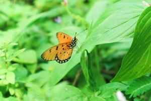 danaus crisipo, además conocido como el llanura Tigre es un talla media mariposa extendido en Asia, Australia y África foto