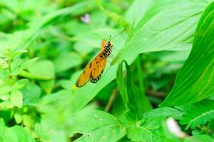 Danaus chrysippus, also known as the plain tiger is a medium-sized butterfly widespread in Asia, Australia and Africa photo