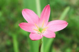 Pink rain lily, Fairy Lily, Zephyranthes rosea. photo