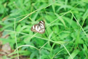 mariposa zizeria knysna, cerca arriba detalle de mariposa, aislado mariposa, blanco mariposa encaramado encima el flor foto