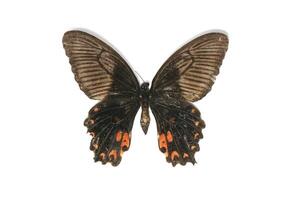 The common Mormon, is a common species of swallowtail butterfly widely distributed across Asia photo