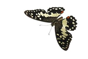 Orange butterfly Chequered swallowtail or Papilio demoleus photo