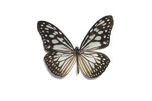 Parantica aglea, the glassy tiger, is a butterfly found in the Indomalayan realm. The species is a member of the Danainae subfamily of the Nymphalidae photo