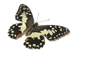 Orange butterfly Chequered swallowtail or Papilio demoleus photo