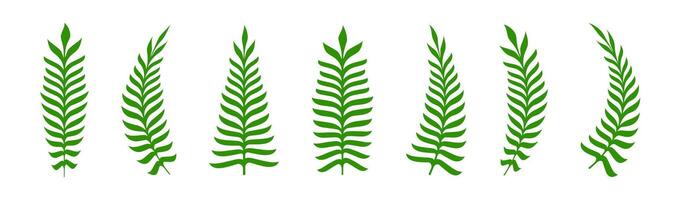 Fern twig set. Branch with green leaves. Floral decoration. vector