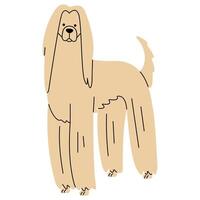 Afghan Hound cute on a white background, illustration. vector