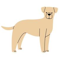 Labrador cute on a white background, illustration. vector