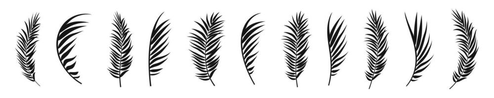 Palm branch black silhouette set. Twigs with leaves natural collection. vector