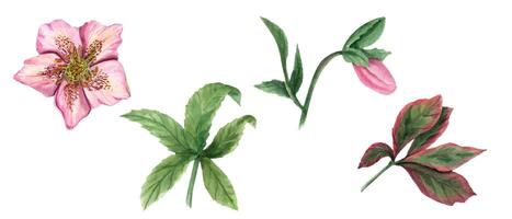 Hellebore and leaves. Spring pink flowers, green leaf. Watercolor elements for poster, textile design. vector