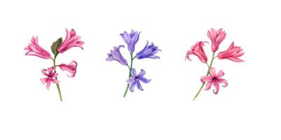 Hyacinth. Floral set. Blue, pink flowers. Its perfect for greeting cards, wedding invitation, birthday card, poster, postcards and cover. vector