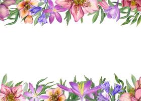 Hellebores, crocuses, eucalyptus. Watercolor horizontal frame with copy space for text. Illustration of spring flowers, green leaves for the design of greetings vector