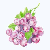 Cute Watercolor Fruit Clipart - Download Delicious Summer Food vector