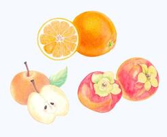 Cute Watercolor Fruit Clipart - Download Delicious Summer Food vector