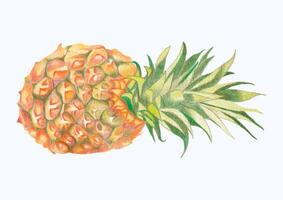 linda acuarela Fruta clipart - descargar delicioso verano comida vector