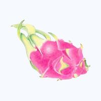 Cute Watercolor Fruit Clipart - Download Delicious Summer Food vector