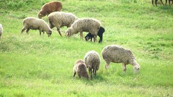 rebaño de oveja pasto en un verde verde verano campo. pocos negro, marrón y blanco oveja son comiendo césped en un prado. lanoso corderos vagar juntos, animales producido para carne. rural pueblo agricultura video