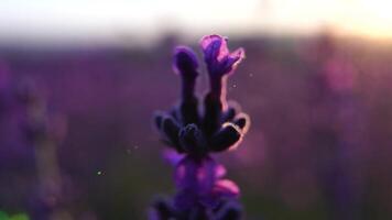 florescendo lavanda dentro uma campo às pôr do sol. Provença, França. fechar acima. seletivo foco. lento movimento. lavanda flor Primavera fundo com lindo roxa cores e bokeh luzes. video