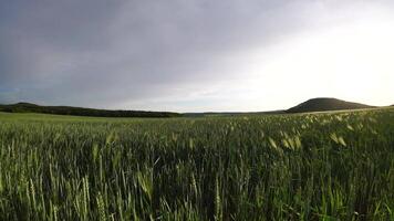 zonsondergang tarwe veld. groen tarwe spruiten Aan een veld- in de stralen van zonsondergang, met jong schiet Bij de lente. concept van tarwe landbouw, landbouw en biologisch eco-bio voedsel productie video