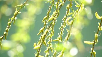 close-up branches of a weeping willow branches with fresh green spring goslings shaking in the wind, set against a background of blue lake water. tranquil and peaceful scene. slow motion. video