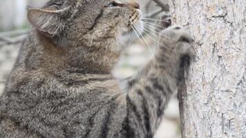 ein süß glücklich grau Tabby Kätzchen Lügen und ruht auf das Fußboden von das Park im das Strahlen von Sonnenlicht, sieht aus beim das Kamera, wackelt es ist Ohren und genießt das Morgen Sonne. video