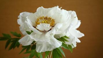 White tree peony flower, isolated on brown background video