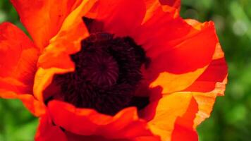 Red Poppy Flower Head close up of petal. Poppies in the meadow wild poppy field, swinging by wind. Macro. Close-up of blossoming poppies. Glade of red poppies. Soft focus blur. Papaver sp. video