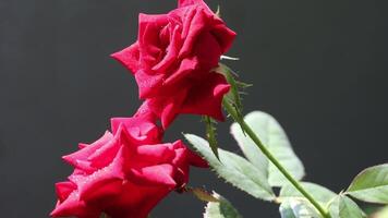 Rosa brote. un hermosa floreciente rojo Rosa flor brote en el árbol video