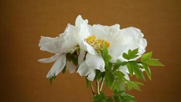 White tree peony flower, isolated on brown background video