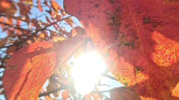 Ripe persimmons adorn tree branches. Persimmons hang from tree branches with vibrant leaves in autumn-kissed garden, showcasing nature seasonal transition. Organic agriculture production. Eco farming video