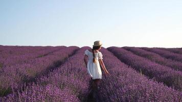 kvinna i lavendel- fält - Lycklig lady i hatt åtnjuter solig dag, vandrande i lavendel- fält, uppskattar natur. flicka promenad mitt i lavendel- blommar, omfattande fält under solnedgång, fångande natur skönhet. video