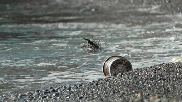 vuilnis Aan strand - ouderling Mens verzamelt plastic vuilnis Aan strand na storm, onderhouden netheid en bewaren omgeving. video