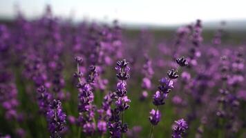 giovane donna con lungo capelli delicatamente carezza lavanda cespugli con mano. fioritura lavanda profumato i campi sfondo con bellissimo viola colori e bokeh luci. vicino su. selettivo messa a fuoco. lento movimento. video