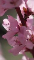 A close up of a bright pink flowers peach tree spring bloom. Vertical . Slow motion video