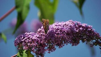 tortoiseshell butterfly Aglais urticae sitting on a flower of butterfly bush Buddleja davidii Close up, slow motion video