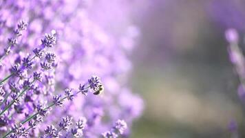 lavanda i campi con fragrante viola fiori fioritura a tramonto. lussureggiante lavanda cespugli nel infinito righe. biologico lavanda olio produzione nel Europa. giardino aromaterapia. lento movimento, vicino su video