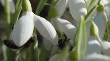 abelha poliniza floco de neve durante cedo Primavera dentro floresta. gotas de neve, flor, Primavera. querida abelha, apis mellifera visitando primeiro snowdrops em cedo primavera, sinalização fim do inverno. lento movimento, fechar acima video