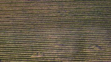 aereo Visualizza di vigneti campo piantagione su tramonto. cinematico fuco aereo Visualizza su verde montanaro valle campagna. eco agricoltura nel selvaggio natura paesaggio. turismo, viaggio concetto. video