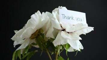 White tree peony flower, isolated on black background video