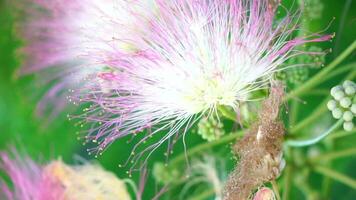 persisk silke träd albizia julibrissin blommor liknar stjärnskott av rosa silkig trådar. rosa siris, silke träd akacia albizia julibrissin under blommande period. närbild långsam rörelse video