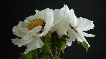 blanc arbre pivoine fleur, isolé sur noir Contexte video