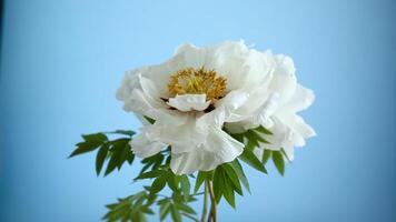 blanc arbre pivoine fleur, isolé sur bleu Contexte video