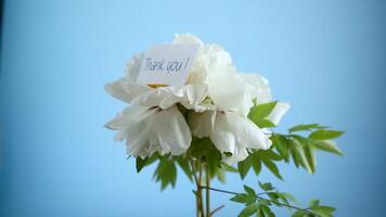 White tree peony flower, isolated on blue background video
