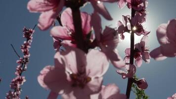 A close up of a pink flower peach tree spring bloom. video