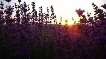 lavanda a tramonto. fioritura lussureggiante viola lavanda fiori nel d'oro caldo tramonto luce. biologico lavanda olio produzione nel Europa. giardino aromaterapia. lento movimento, vicino su video